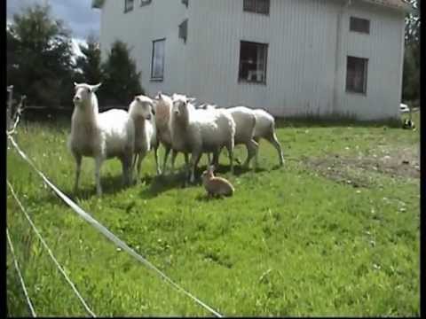 צ`מפיס - ארנב הרועים משוודיה