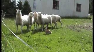 Sheep Herding Bunny