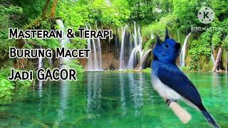 Download lagu Terapi Suara Air Kombinasi Burung Kehicap Ranting Bikin Burung Macet Jadi Gacor Kembali mp3 Download lagu Terapi Suara Air Kombinasi Burung Kehicap Ranting Bikin Burung Macet Jadi Gacor Kembali mp3