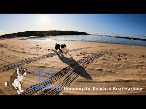 Huey the Trail Dog - Running the Beach