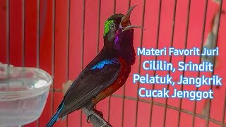 Download lagu Kolibri Ninja Gacor Nembak Favorit Juri Cililin Srindit Pelatuk Cucak Jenggot Jangkrik mp3