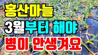 홍산마늘 3월부터 해야 4월에 병이 안생겨요