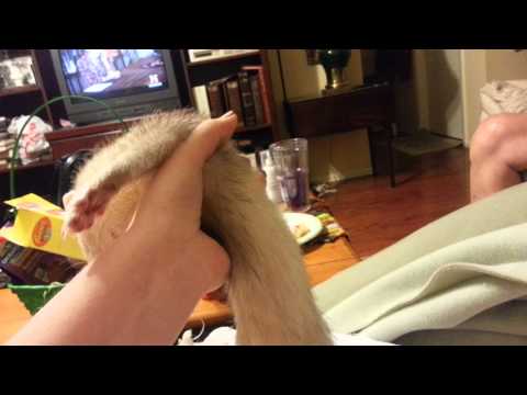 download lagu mp3 mp4 Ferret Coma, download lagu Ferret Coma gratis, unduh video klip Download Ferret Coma Mp3 dan Mp4 Music Online Gratis