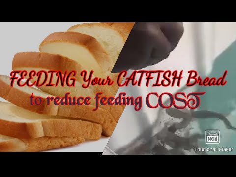 FEEDING Your CATFISH Bread to Reduce feeding COST