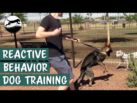 YouTube video about: Why does my dog go crazy after a walk?