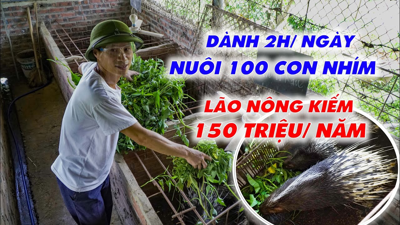 Con giống nhím