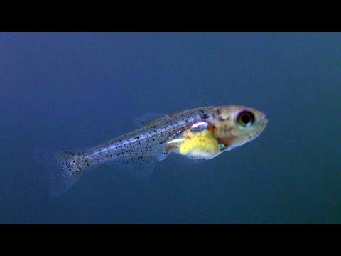 Black Neon Tetra Fry Growing Time lapse