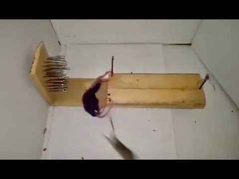 Mouse Trap in Action - 🪤 🐀