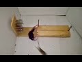 Mouse Trap in Action - 🪤 🐀