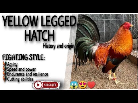 😱Yellow legged hatch history and origin.