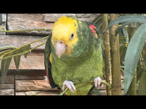 Quality Inn Oceanfront￼ | Newly Renovated | 2 Queens | Oceanfront Efficiency ￼| Room Tour