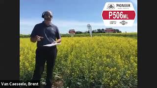 NEW! Pioneer Protector® Canola Hybrid P506ML