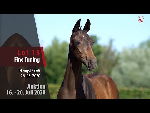Westf. Online Auktion 16. - 20. Juli: Lot 18 Fine Tuning Hengst v. Franziskus - Lauries Crusador xx