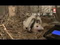 Gierkuikens ondergebracht bij pleegouders in Avifauna
