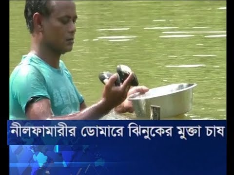 নীরফামারীর ডোমারে ঝিনুকের মুক্তা চাষ