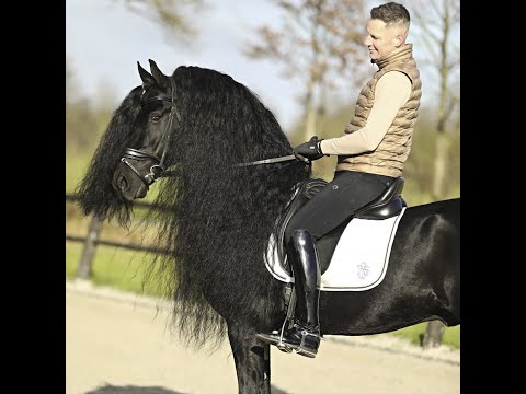 Stal Okkema's Willem - Pier x Norbert - Ster stallion - 2015 - 1.65m