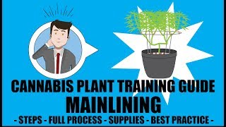 Mainlining/Manifolding - Marijuana Training Techniques
