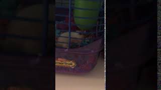 Mouse Rodents Videos