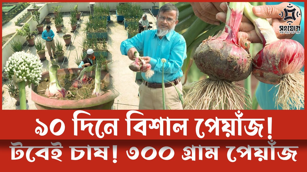ছাদের টবে পেঁয়াজ চাষ করুন! সহজেই পাবেন বেশী ফলন