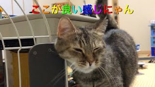 クビがかゆいニャン🐈スリスリ