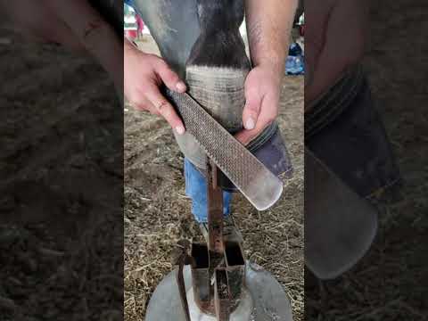 YouTube video about: Can a pigeon toed horse be corrected?
