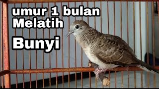 Download lagu Piyikan lokal belajar bunyi mp3 Download lagu Piyikan lokal belajar bunyi mp3