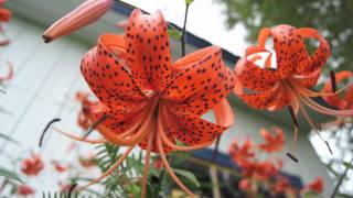 Martin Deschamps / Croire / Images de Robert Campeau