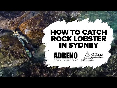 How To Catch Eastern Rock Lobster In Sydney