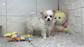 ハーフ犬の動画01