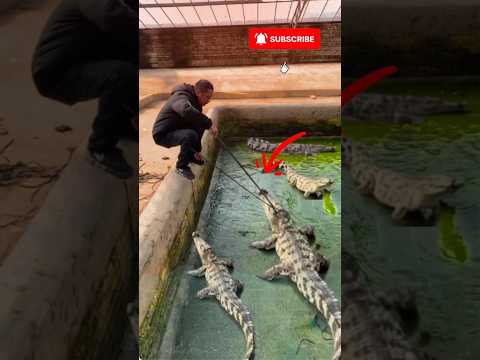 How Experts Safely Handle Massive Crocodiles #crocodile #animals #reptiles #wildlifebangla #skills