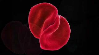 Peter Gabriel ~ The Book of Love (Remix)