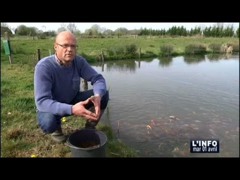 download lagu mp3 mp4 Poisson D Etang A Vendre Belgique, download lagu Poisson D Etang A Vendre Belgique gratis, unduh video klip Poisson D Etang A Vendre Belgique