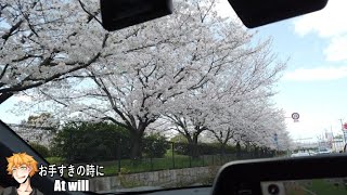 【桜並木】外出自粛なので癒されれば　深北緑地　桜　OSMO POCKET