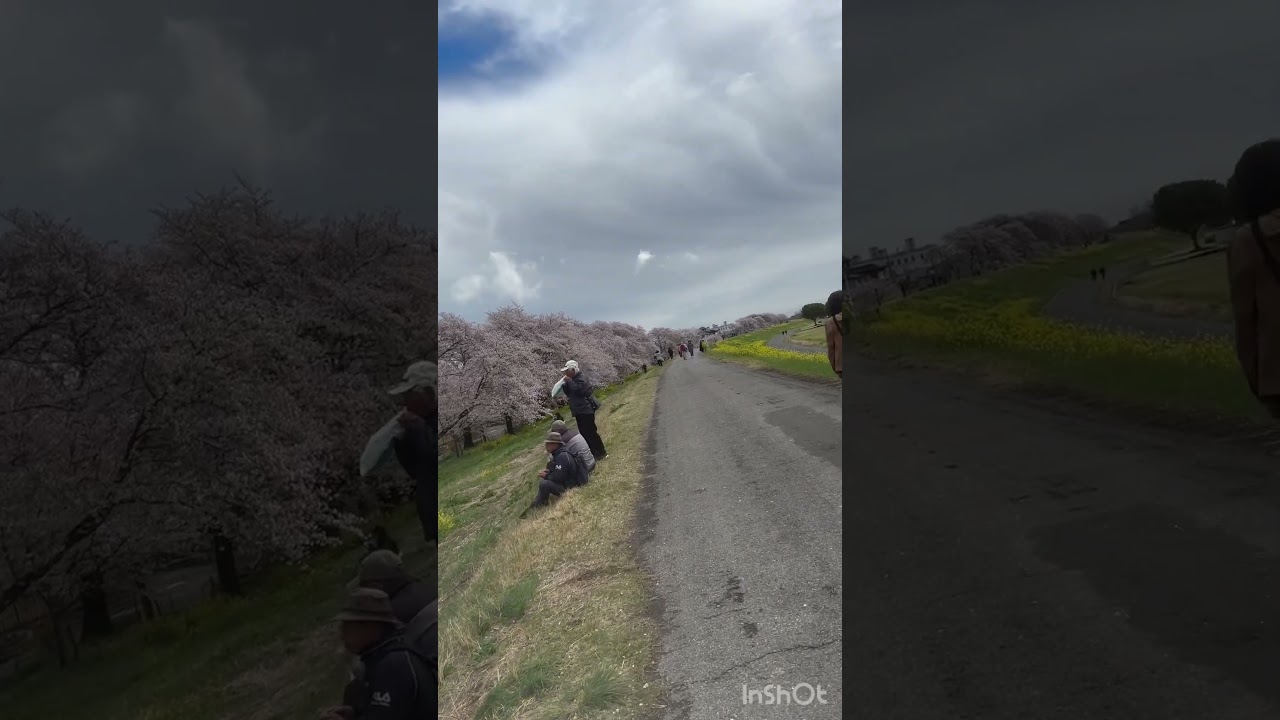 ワンちゃん日常＃熊谷桜🌸今日の様子😍❤️🤣👍