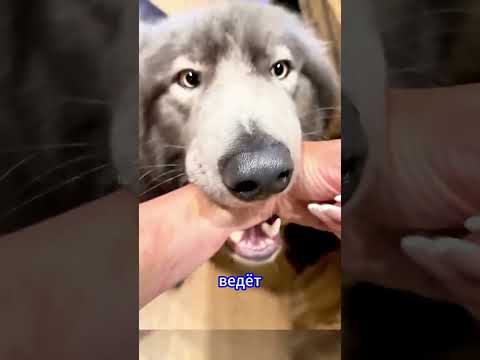 Пёс волк предупреждает свою хозяйку #shorts