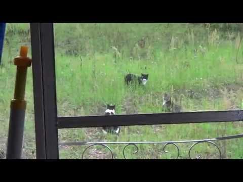 Cat Triple Threat Match: Win By Forfeit (Day 69 - 3/8/2015)