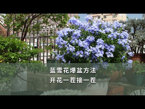 【海媽園藝課堂37】藍雪花爆盆方法，開花一茬接一茬|How to Care the Blue Plumbago to Become Prolific Blooming