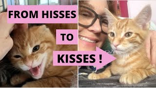 How I Tame a Scared, Shy Kitten From HISSES to KISSES!