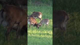 Bergjäger im Land der Teufel – Muffeljagd im Hunsrück. Jetzt auf Hunt on Demand.🎬🌿