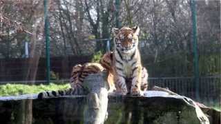 preview picture of video 'Meet Blackpool Zoo's 6 month old tiger cubs'