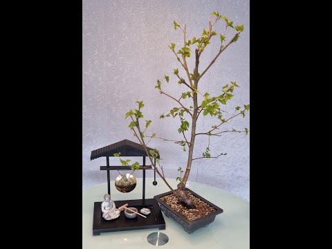 Kurzes in eigener Sache und Yamadori Birke