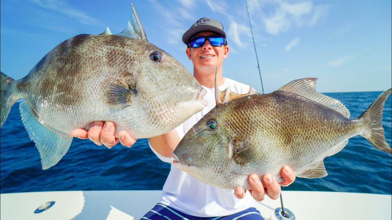 ARMOR Plated Triggerfish! Catch Clean Cook- Panama City DEEP SEA Fishing