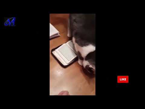 A e dini se macet nuk e shkelin Kur'anin ?