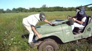 salta salta pequeña langosta