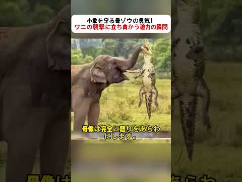 小象を守る母ゾウの勇気！ ワニの襲撃に立ち向かう迫力の瞬間 #ゾウ #野生動物 #母の愛 #ワニ #自然ドキュメンタリー