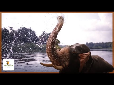 Calm relaxational music/Beautiful elephants...