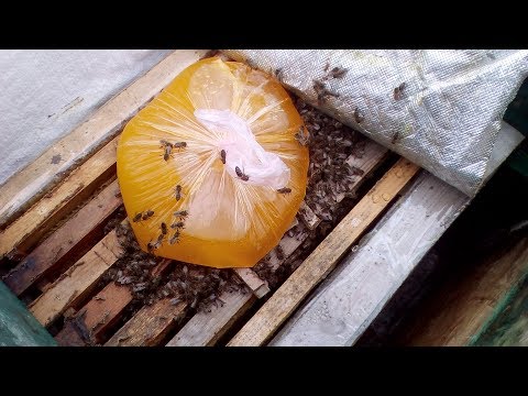 Пчела + мёд ревизия в феврале на пасеике