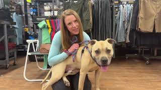 Video preview image #1 American Staffordshire Terrier Puppy For Sale in Cranford, NJ, USA