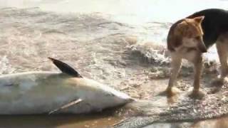 ASK THE MOUNTAINS - VANGELIS &amp; STINA