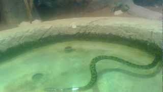 preview picture of video 'Snake swimming'